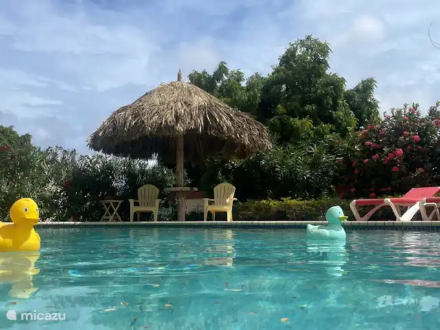 Casa Aruba | Aruba, Nord, Alto Vista - appartement Notre piscine avec toujours telle et ombre. Transats et chaises