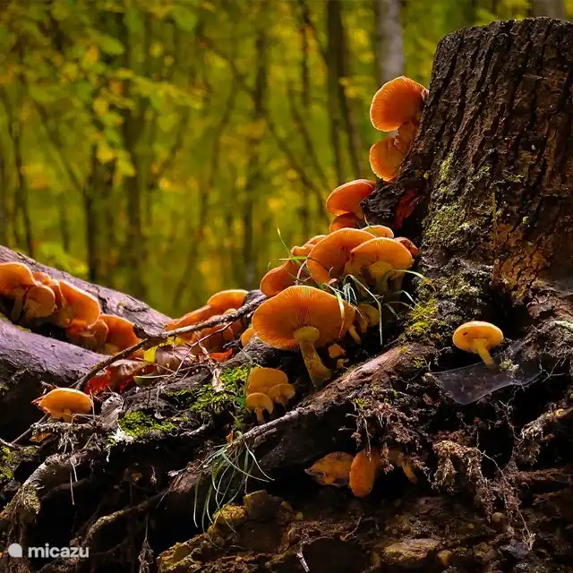 Setas en el bosque obras de arte de la Madre Naturaleza