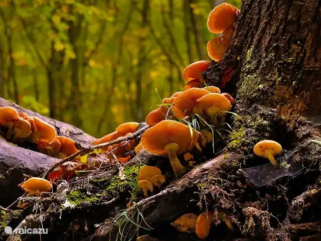 Location de Vacances Allemagne, Moselle, Liesenich, appartement - Appartement 2 Haus Buchholz Champignons dans les oeuvres d'art de la forêt de Mère Nature