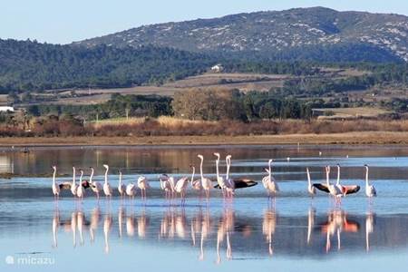 Flamingo's bij Peyriac de Mer (30 km)