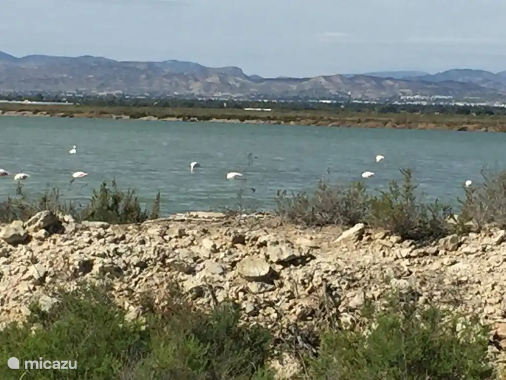 flamants roses à Santa Pola
