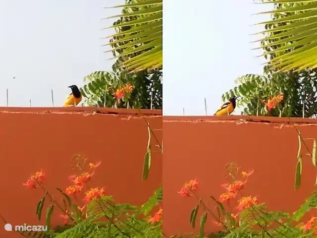 Cas Trupial - Villa con piscina en Aruba, Paradera, Paradera - villa Trupial