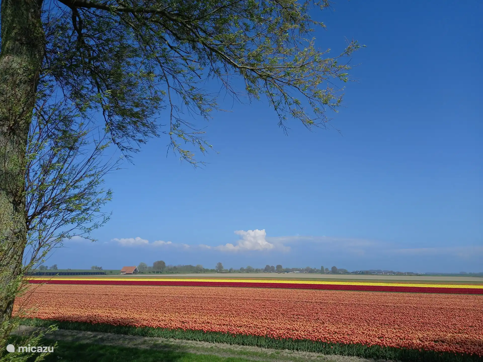 Campos de tulipanes en los alrededores