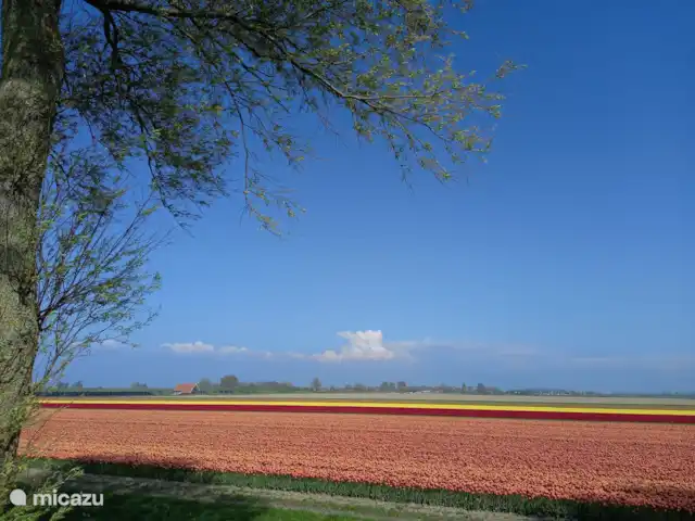 Casa de vacaciones 'La vieja escuela' en Países Bajos, Zelanda, IJzendijke - casa vacacional Campos de tulipanes en los alrededores