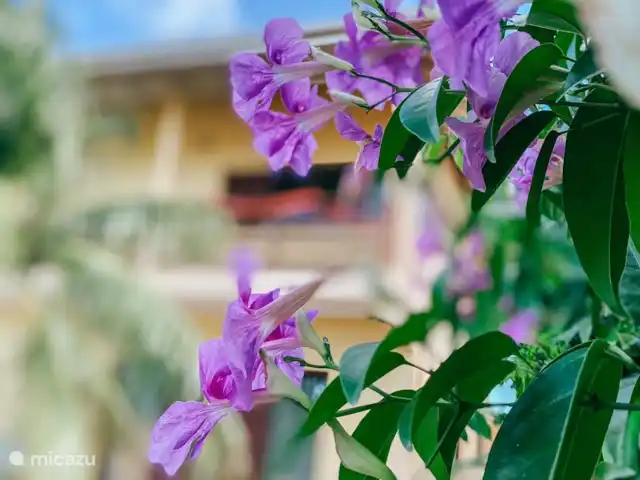 Villa Sandmarie | Curaçao, Banda Ariba (est), Cas Grandi - villa