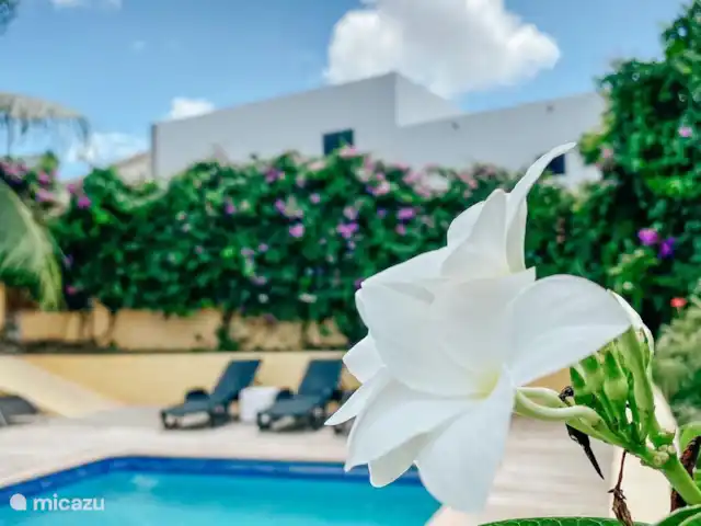 Villa Sandmarie | Curaçao, Banda Ariba (est), Cas Grandi - villa