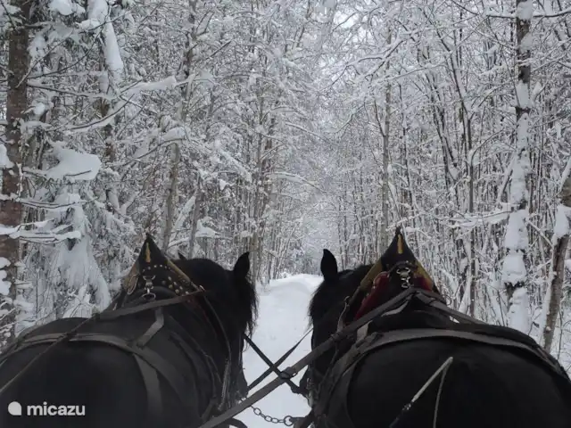 Mellau Apartamento 322 en Austria, Vorarlberg, Mellau  - apartamento Pasea por Mellau en un trineo tirado por caballos.