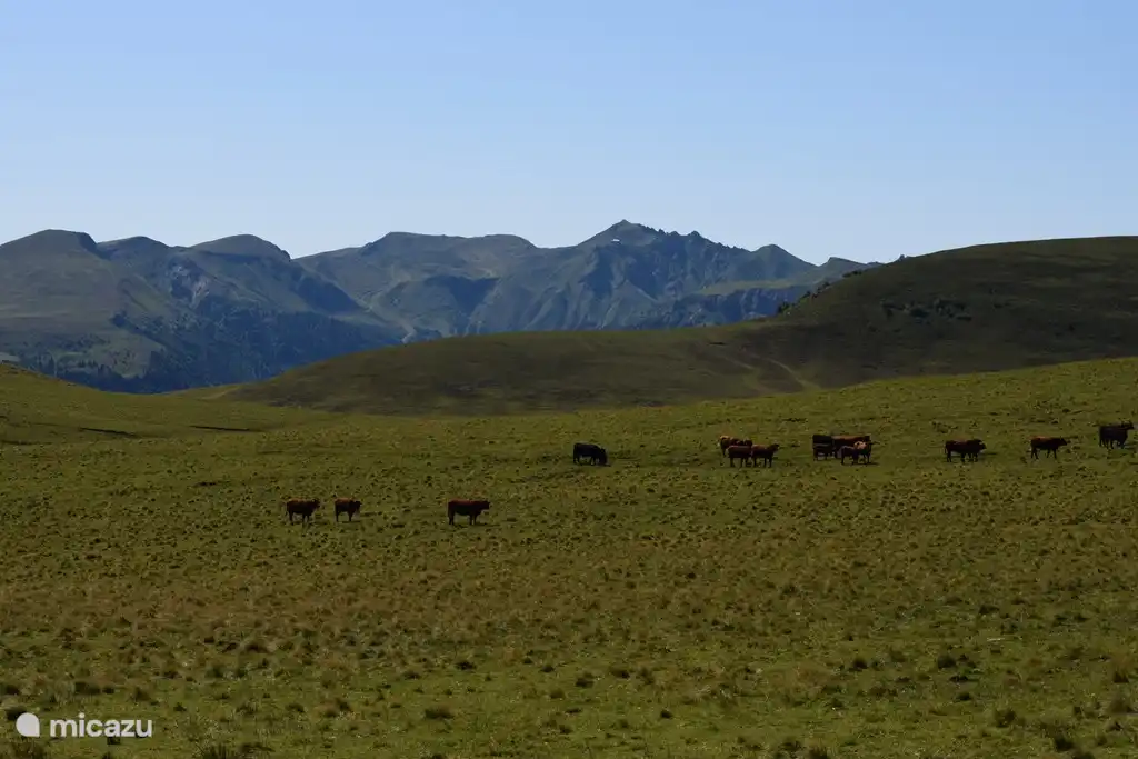 Sancy op achtergrond