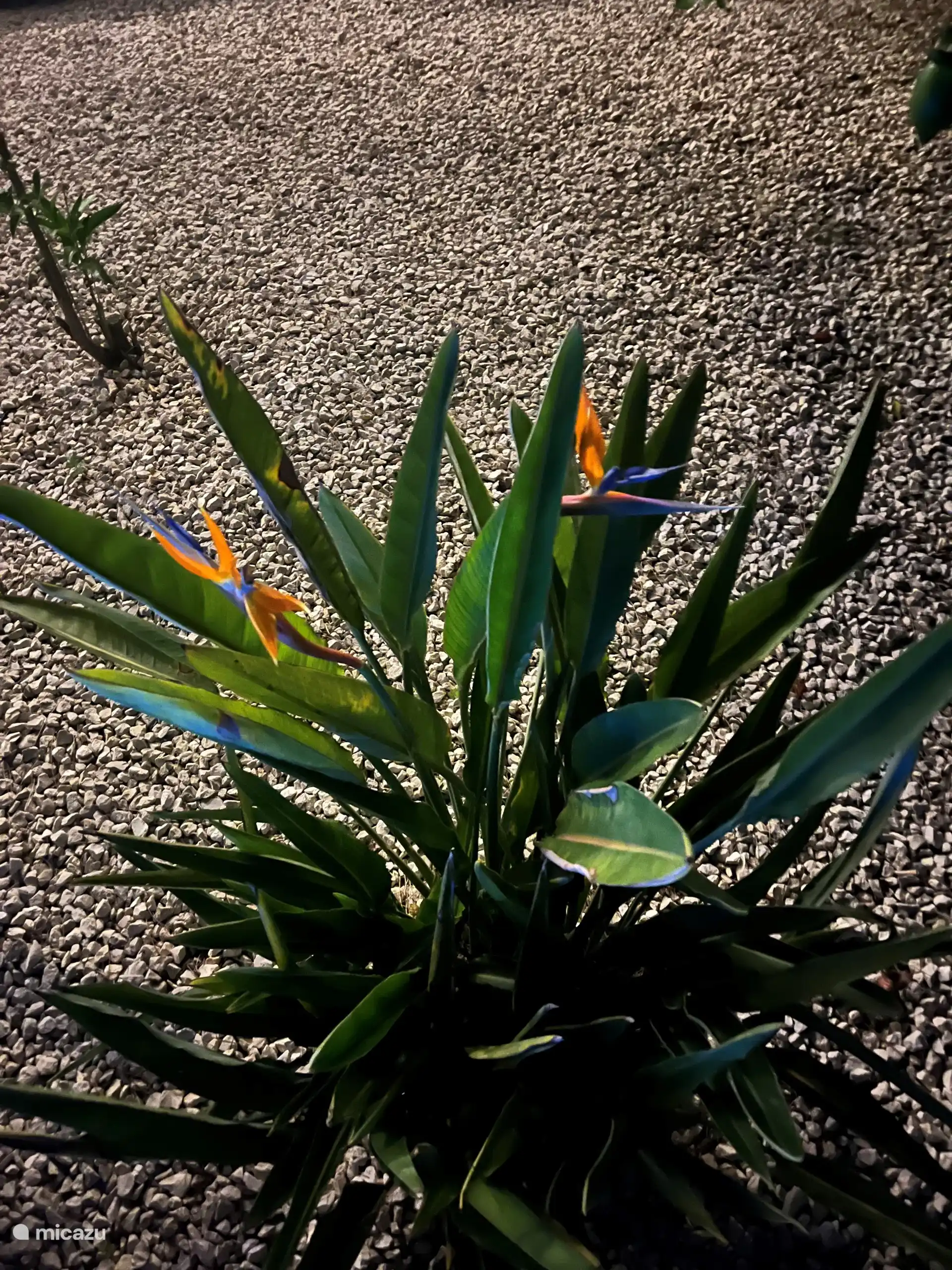Oiseau de paradis plante en fleurs