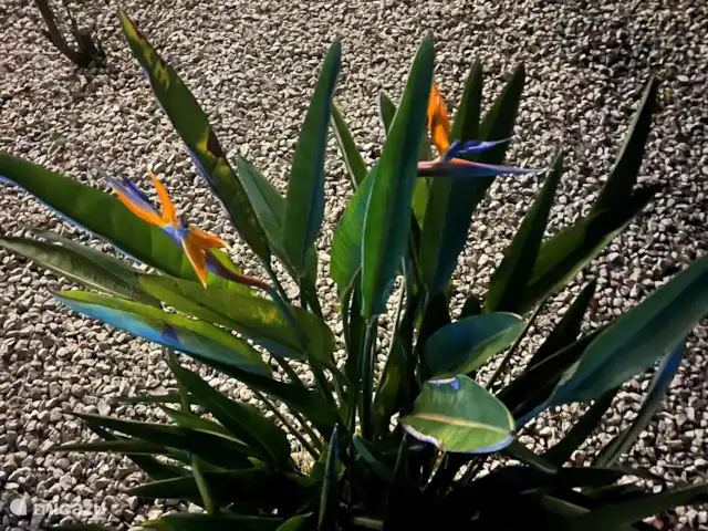 Villa Herrera en España, Costa Blanca, Moraira - villa Ave del paraíso planta en flor