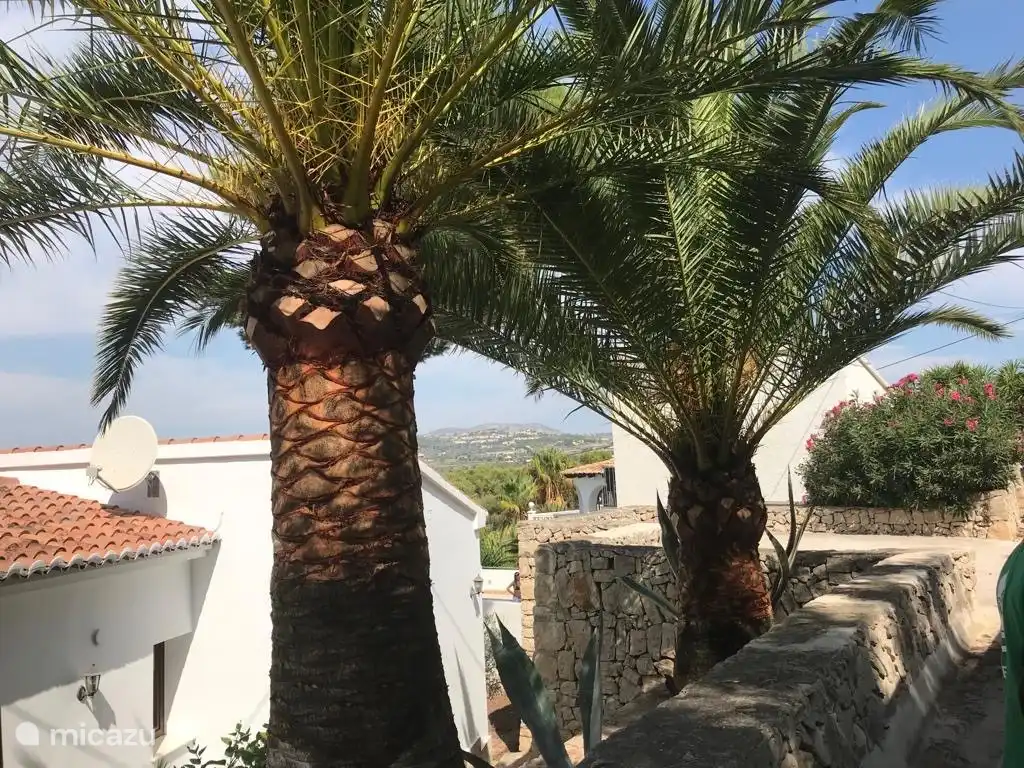 Beaux palmiers à l’avant de la maison