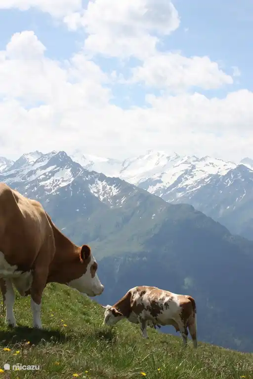 Ansehen! Im Sommer gratis mit der angrenzenden Gondel nach oben mit Nationalpark Sommer Card, im Preis enthalten.