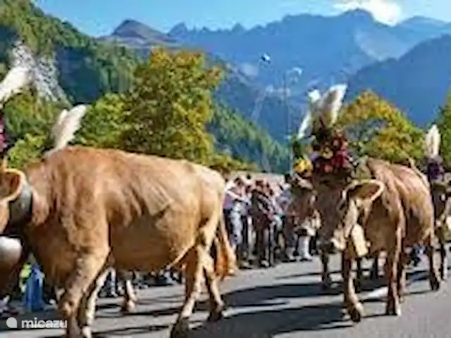 Glaernisch Blick | Suisse, Suisse orientale, Engi - maison de vacances Les vaches descendent de l'alpage