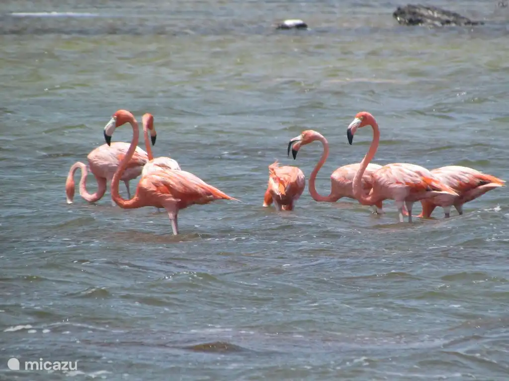 flamingos