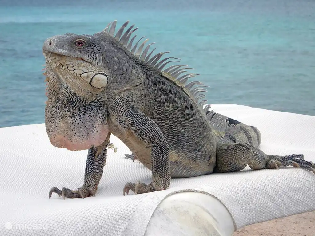 iguana