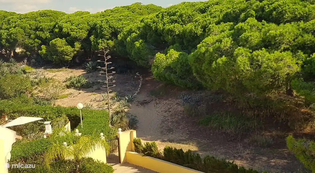Vom Balkon haben Sie einen Blick auf den grünen Dünenrand mit einem frischen, köstlichen Pinienduft und vielen Naturgeräuschen.