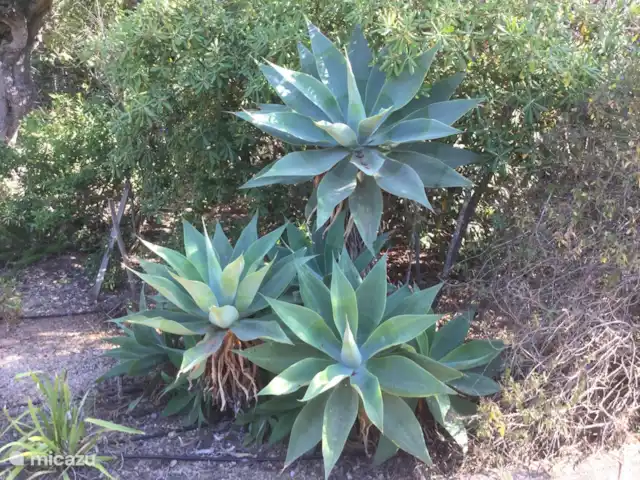 Villa Belo Romao en Portugal, Algarve, Moncarapacho - villa Planta suculenta en la entrada