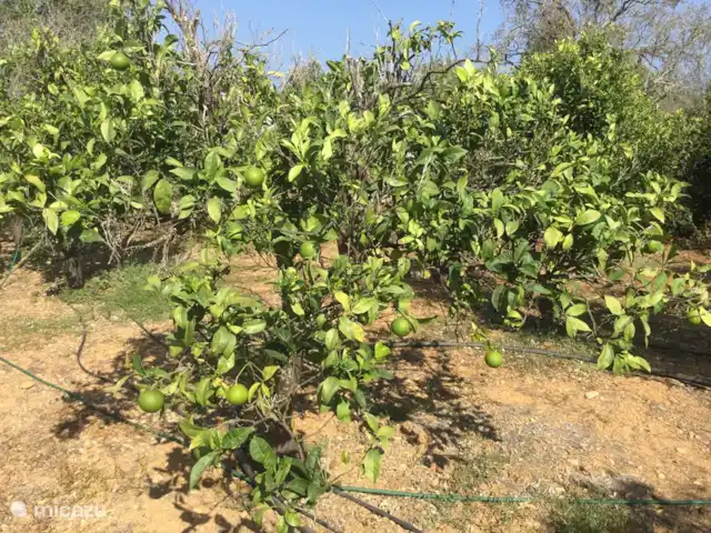 Villa Belo Romao en Portugal, Algarve, Moncarapacho - villa frutas cítricas en el patio trasero