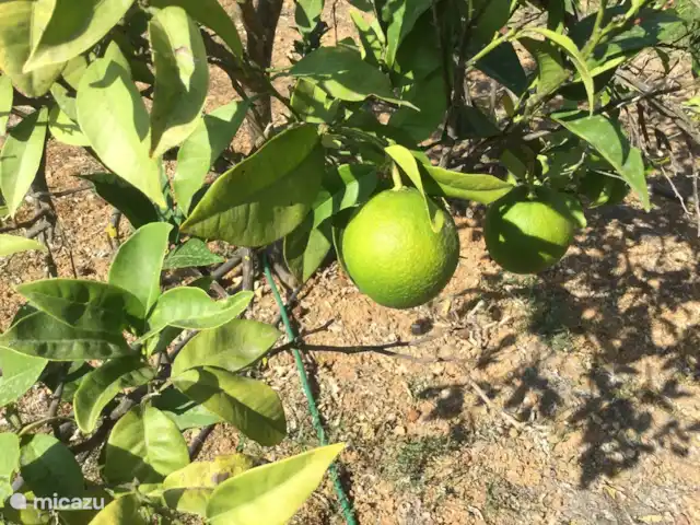 Villa Belo Romao en Portugal, Algarve, Moncarapacho - villa cítricos casi todo el año
