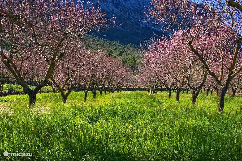 Mandelblüte in der unmittelbaren Umgebung Ihres Ferienhauses jedes Jahr im Januar Februar, wunderbare Wander- und Fahrradwetter um diese Zeit