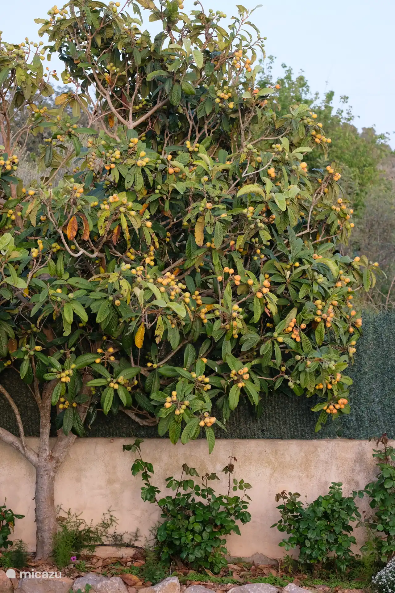 fruitboom in de tuin bij het huis