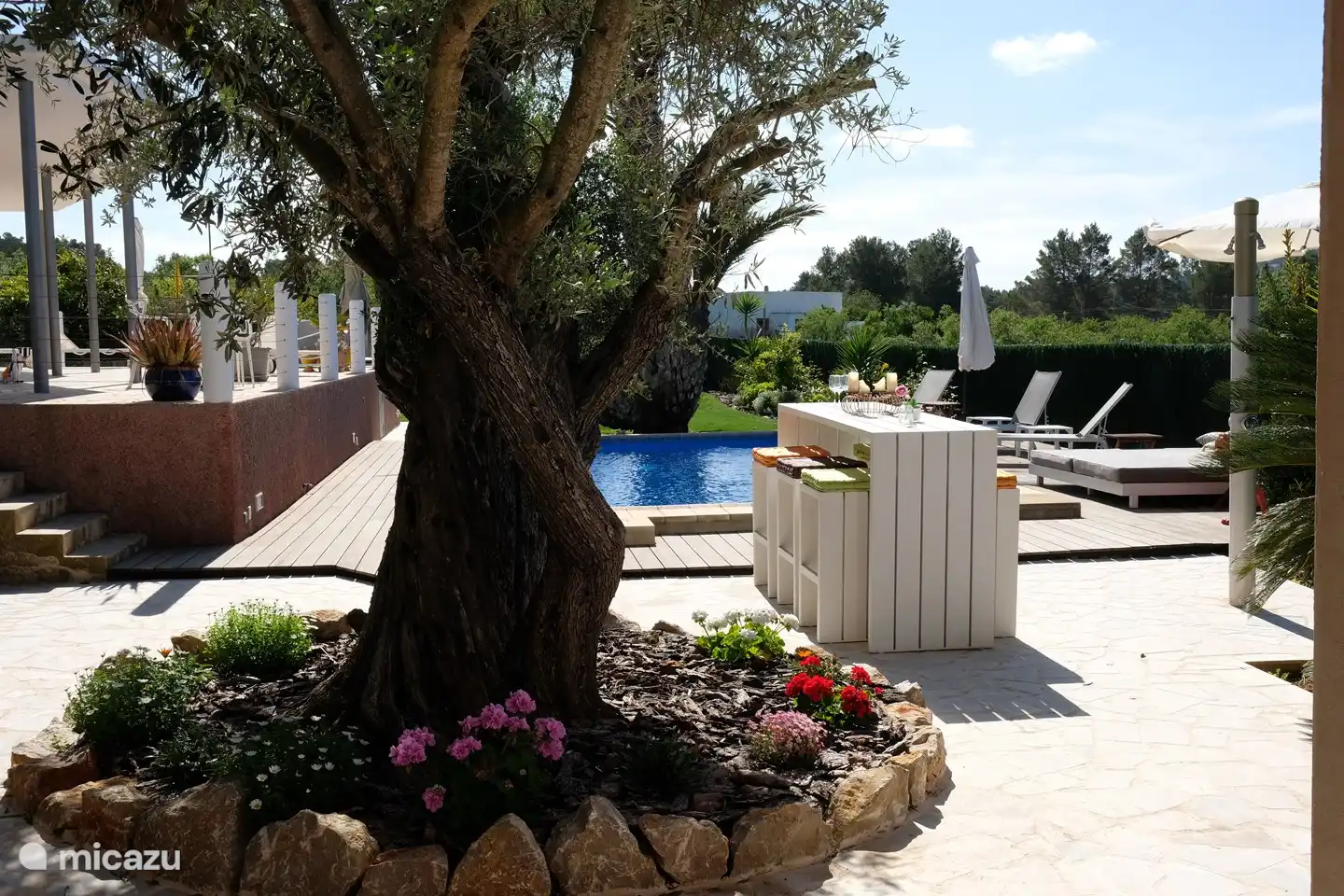 een hele oude olijfboom en een buitenbar