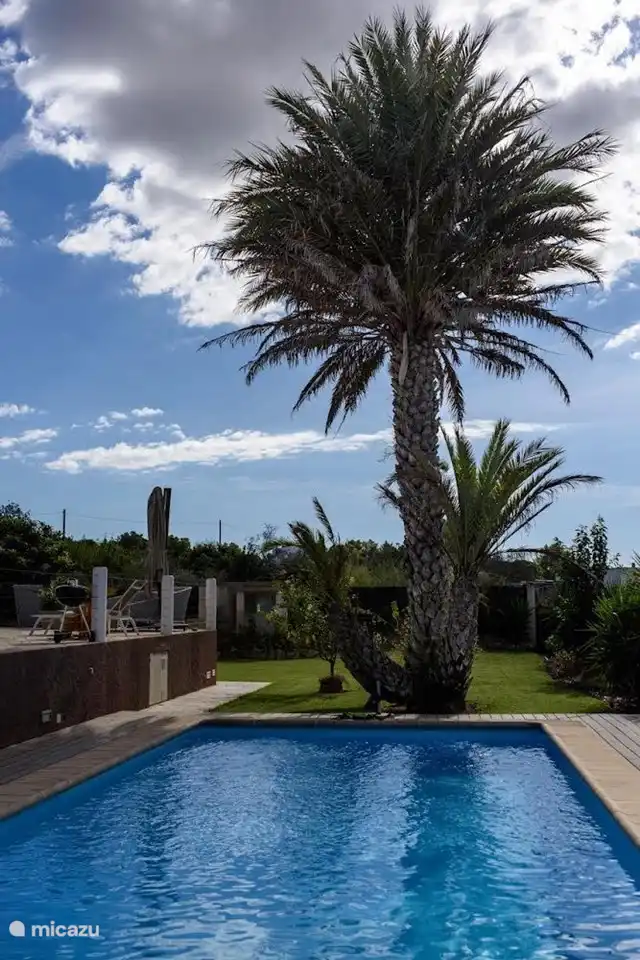 zwembad met palmboom, heerlijke plek om te zitten