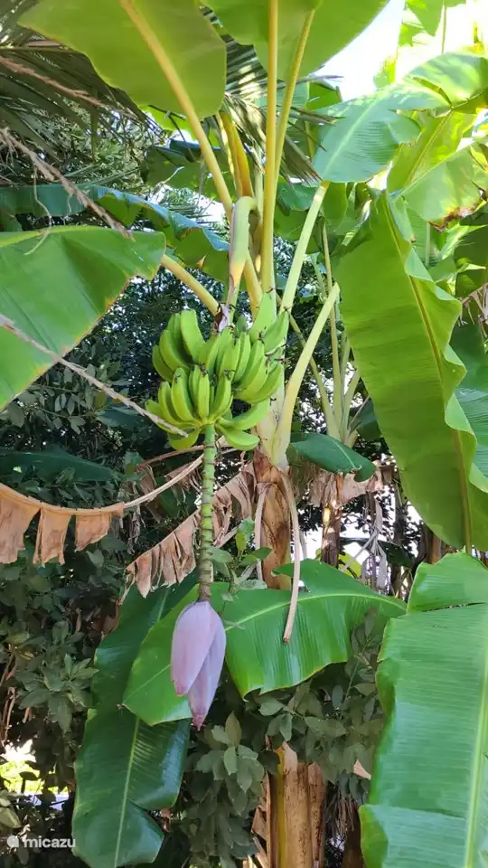 Bananen uit eigen tuin!