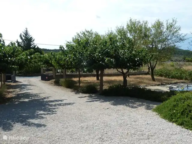 Pierradore **** en Francia, Hérault, Assignan - villa Jardín delantero con almendros, higueras, pista de petanca y mesa de comedor extralarga. El camino de entrada con plátanos ofrece varias plazas de aparcamiento a la sombra.