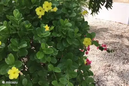 Vakantiehuis Aruba, Noord, Eagle Beach vakantiehuis Vakantiehuis Bubali/Eagle Beach tuin