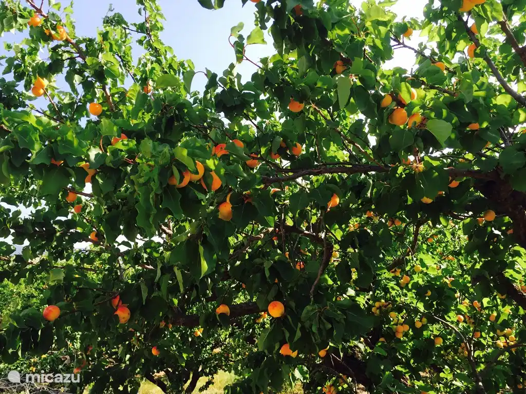 Wählen Sie Ihre eigenen Früchte in der Nachbarschaft.