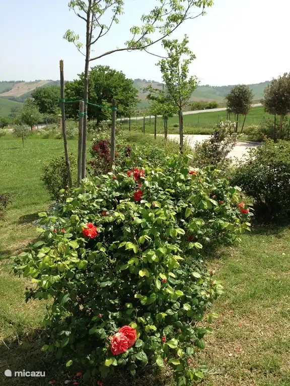De tuin (1 hectare) staat vol met prachtige (fruit)bomen en struiken
