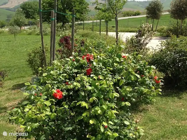 Villa Montileo en Italia, Marche, Belvedere Ostrense - villa El jardín (1 hectárea) está lleno de hermosos árboles (frutales) y arbustos