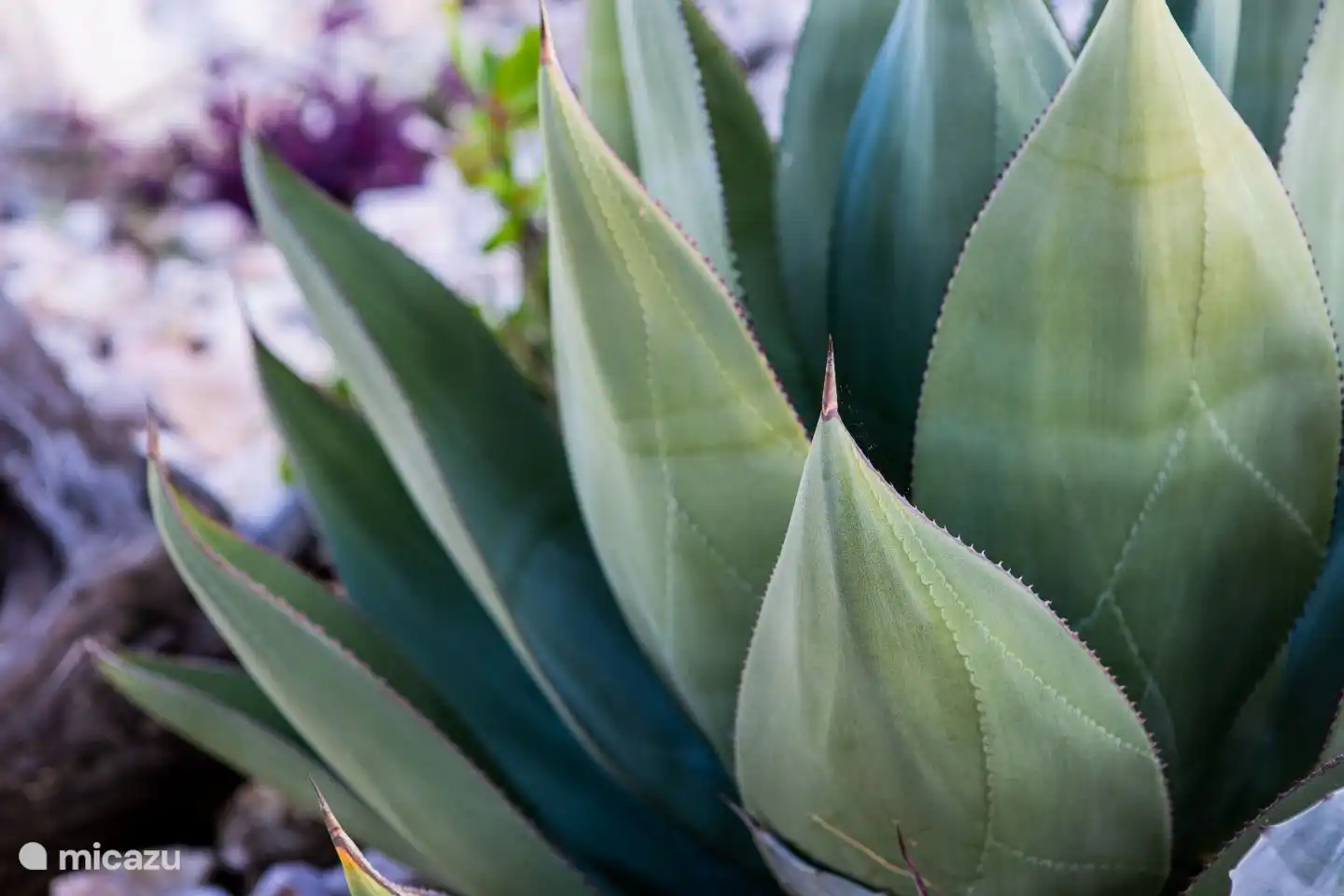 Agave