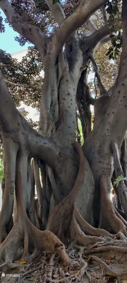 Schön geformter Baum auf einer gemütlichen Terrasse in Alicante