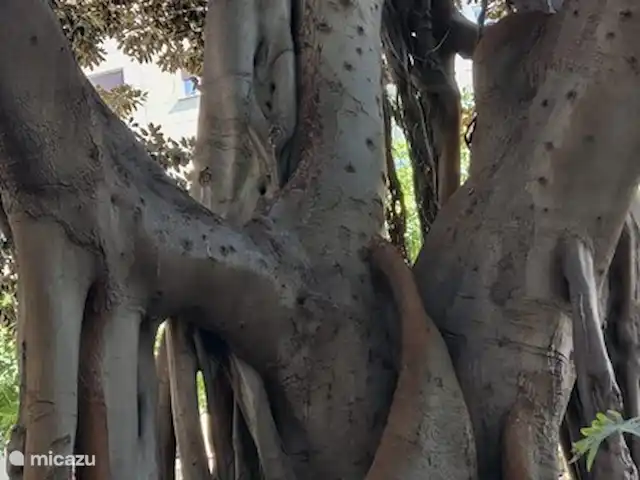 Que Vida! - ático en España, Costa Blanca, Los Arenales del Sol - penthouse Árbol con hermosa forma en una acogedora terraza en Alicante