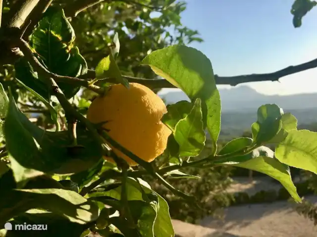 Finca Feliz en España, Costa Blanca, Benissa - villa Limones de nuestra propia huerta de enero a julio
