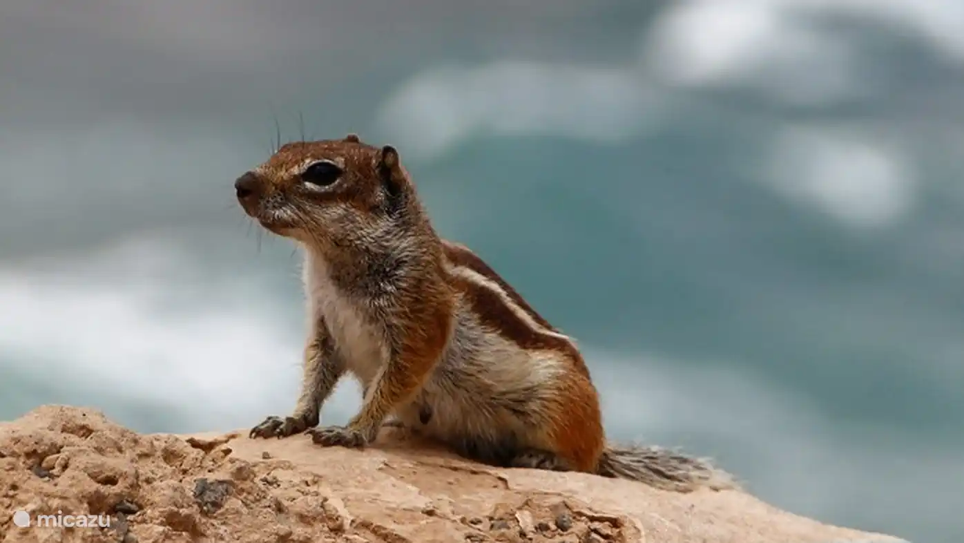 Erdhörnchen in der Nähe der Apartments auf Fuerteventura