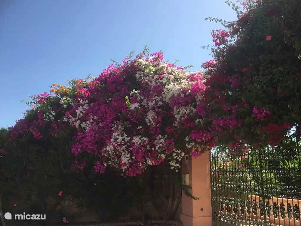 Flora Fuentes de Almunecar