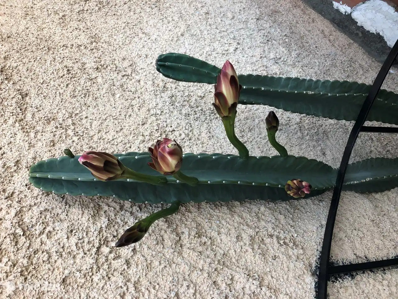 De bloeiende cactus naast de wenteltrap naar het dakterras