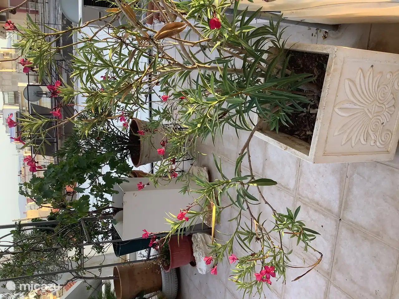 Zicht op de planten op het dakterras