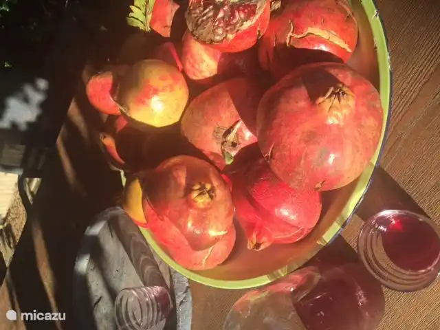 Casa Regina | Italie, Le Latium, Collevecchio - villa Cueillette de grenades dans le jardin (septembre/octobre)