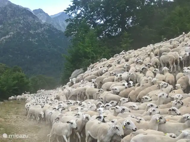 Bacquera 2 | Espagne, Pyrénées espagnoles , Naut Aran - appartement se promener dans baqueira