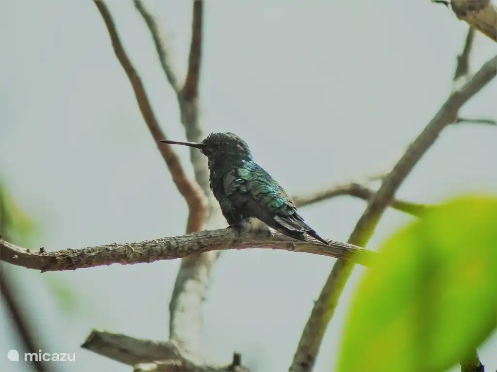 Ce colibri vert niche dans le jardin.