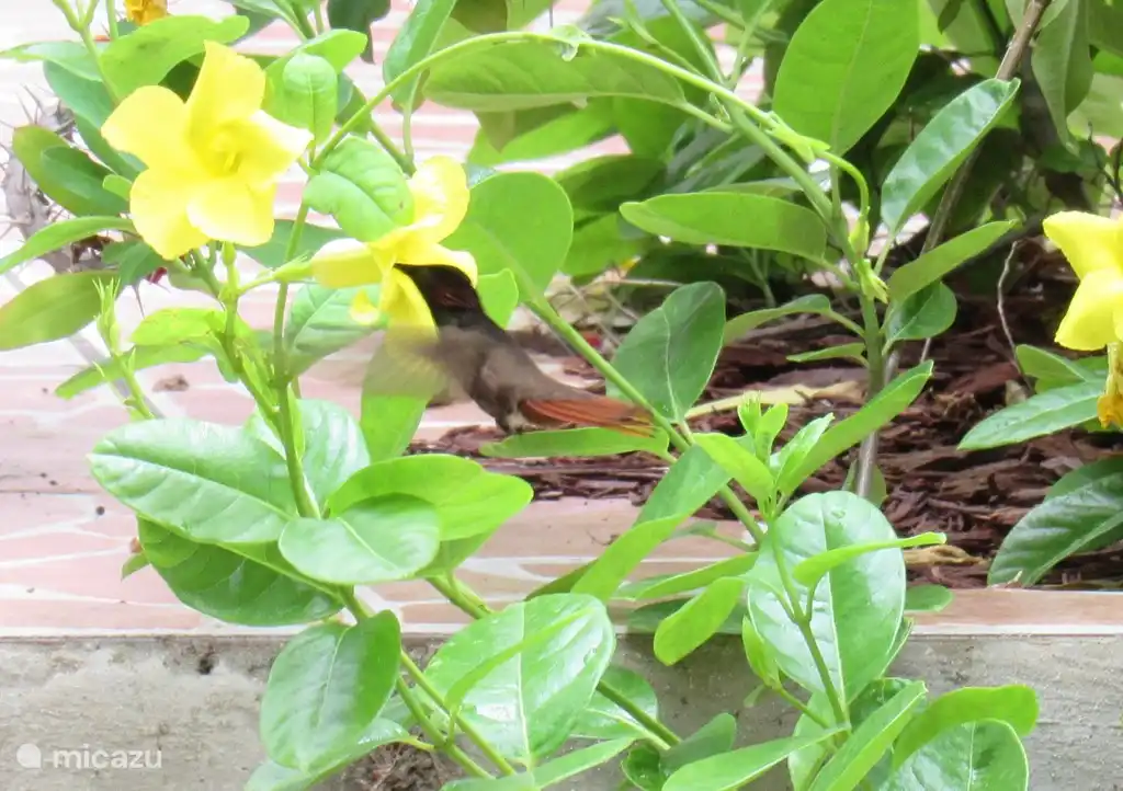 Le rare colibri rouge-brun recherche également du nectar dans le jardin.