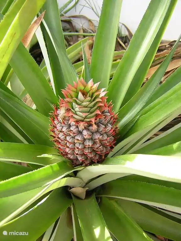 nous cultivons notre propre ananas
