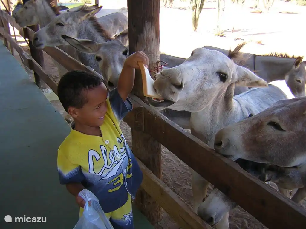visiter le sanctuaire des ânes