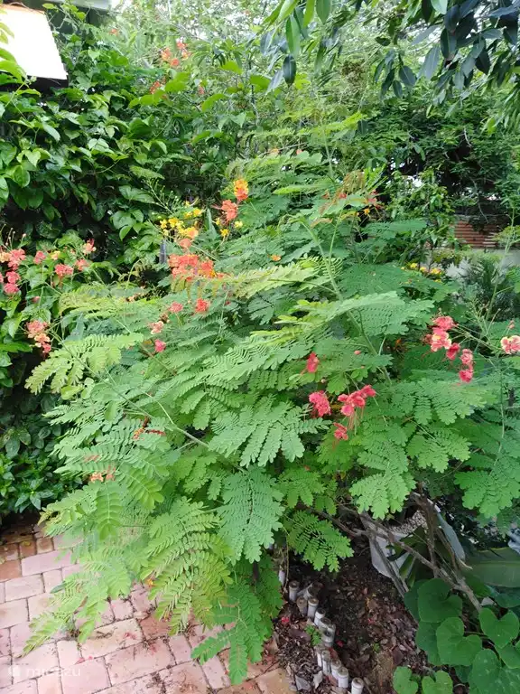 Les fleurs attirent les colibris et les papillons.