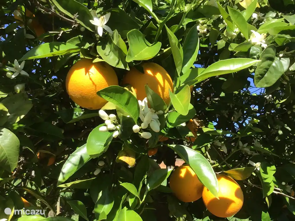 Get Rent Cute Little House In Portimao Algarve Micazu For Free Get Wallpaper Rent Cute Little House In Portimao Algarve Micazu For iPhone Free