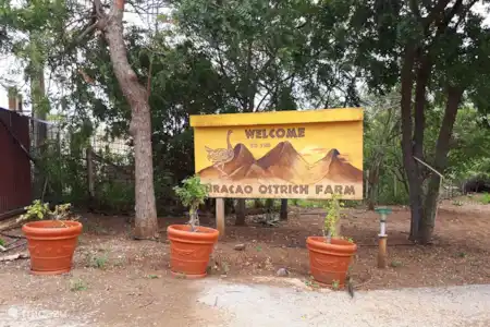 Ferme d'autruches de Curaçao